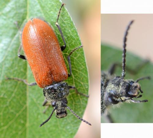 Réf. 255 975 : Omophlus lepturoides